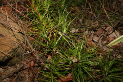Stylidium productum