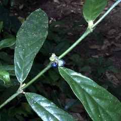 Lasianthus chlorocarpus