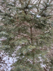 Picea pungens