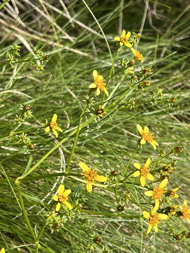 Bidens forbesii observed 2023-01-10