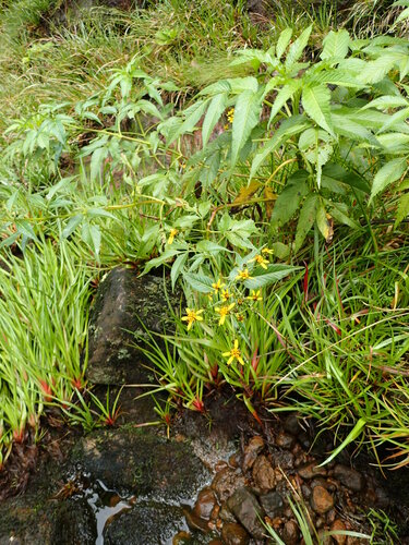 Bidens forbesii observed 2018-08-13