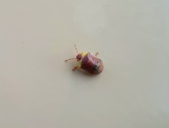Misippus spinolae