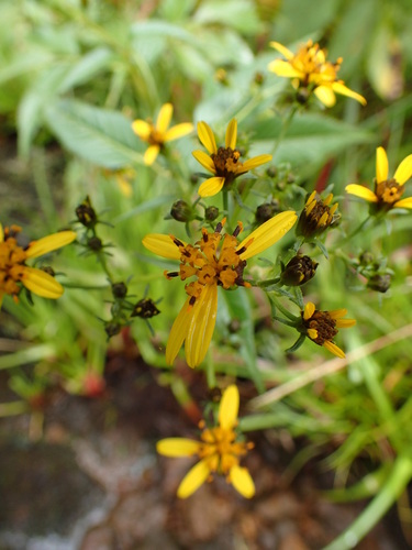 Bidens forbesii observed 2018-08-13