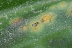 Uromyces heterodermus