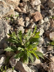 Lepidium lasiocarpum