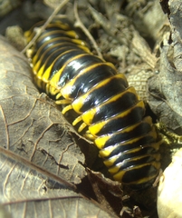 Apheloriini