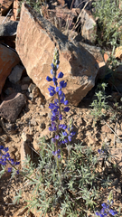 Lupinus sparsiflorus