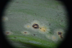 Uromyces heterodermus