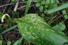 Uromyces heterodermus