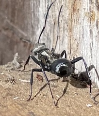 Polyrhachis daemeli