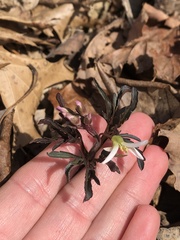 Cardamine concatenata