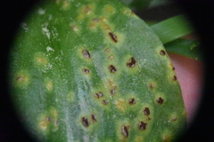 Uromyces heterodermus