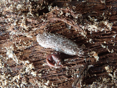Agonopterix hypericella