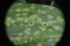 Uromyces heterodermus