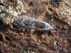 Agonopterix hypericella