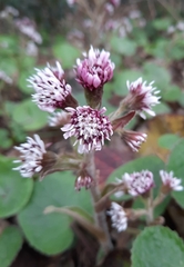 Petasites pyrenaicus