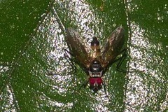 Cholomyia inaequipes