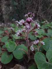 Petasites pyrenaicus