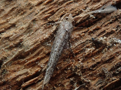 Ypsolopha ustella