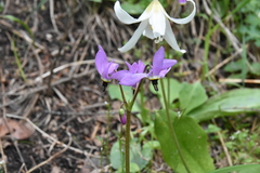 Primula hendersonii