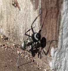 Polyrhachis daemeli