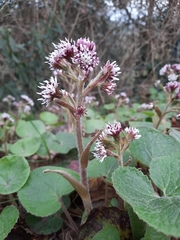 Petasites pyrenaicus