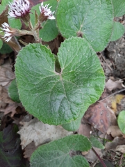 Petasites pyrenaicus