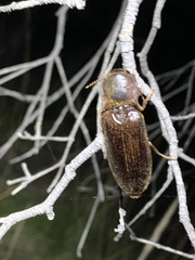 Polyphaga