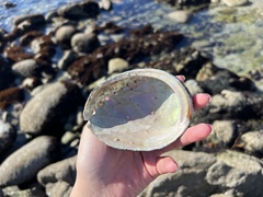 Haliotis cracherodii