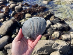 Haliotis cracherodii