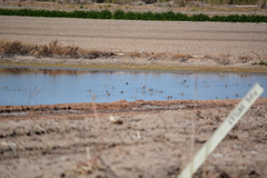 Calidris himantopus