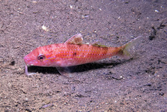 Parupeneus heptacantha