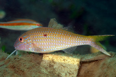Parupeneus heptacantha