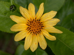 Bidens henryi
