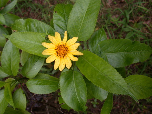 Bidens henryi observed 2003-01-30
