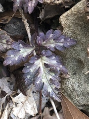 Phacelia bipinnatifida