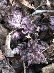Phacelia bipinnatifida