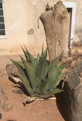 Agave gentryi