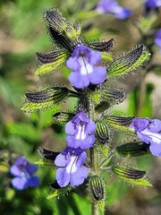 Salvia misella