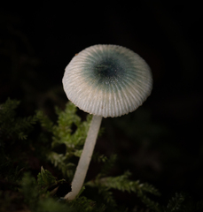Mycena interrupta