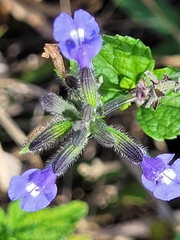 Salvia misella