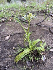 Toxicoscordion fremontii