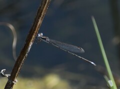 Lestes alacer