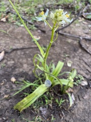 Toxicoscordion fremontii