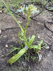 Toxicoscordion fremontii