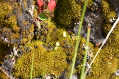 Mannia