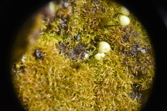 Mannia
