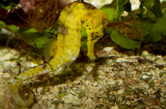 Longsnout Seahorse photo 2