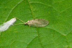 Hemerobius humulinus