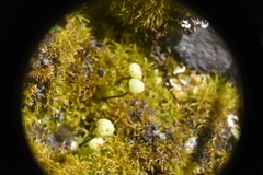 Mannia